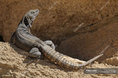 Cape Spiny Tailed Iguana Standing On Rocks In Tucson Arizona USA