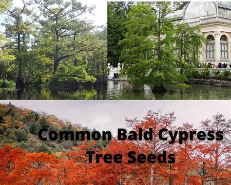 deciduous conifer tree 5