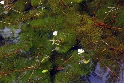 Fanwort Ontario S Invading Species Awareness Program