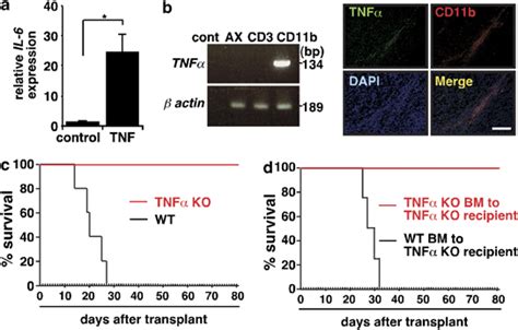 TNFα produced by tumor associated macrophages is essential for AX cell