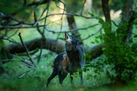 Howling of a Black Wolf in the Forest Stock Image - Image of canine, isolated: 162034731