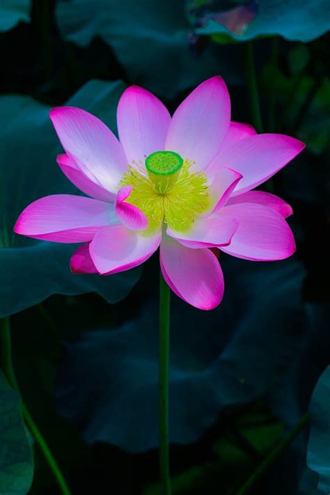 Lotus Flower Petals - Free photo on Pixabay - Pixabay