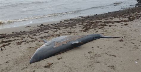 Dead Great White Shark Found On Shores Of Canadas St Lawrence River