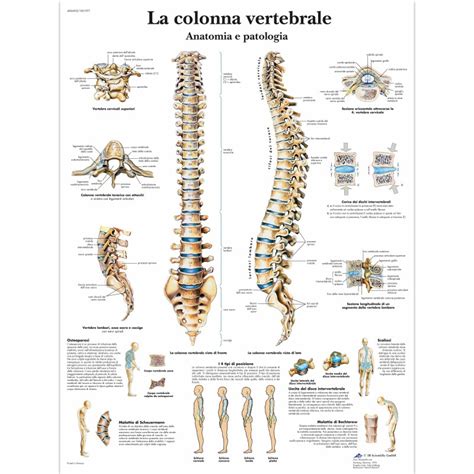 Tavola Anatomica La Colonna Vertebrale Anatomia E Patologia Vr Uu