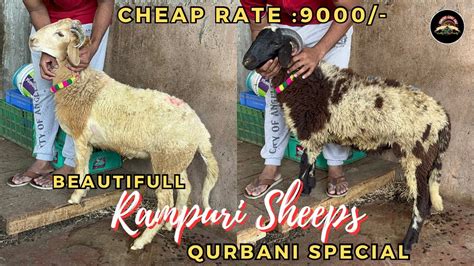 Lowest Price Rampuri Sheeps For Qurbani Contact Youtube