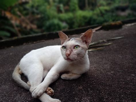 100 000 Free Cute Pussy Cute Images Pixabay