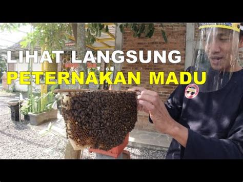 Wisata Di Magelang Peternakan Lebah Madu Kaliandra Ashfa Madu Youtube