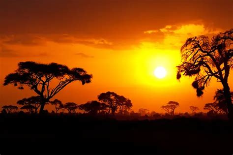 1500+ African Savanna Pictures | Download Free Images on Unsplash