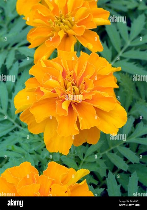 TAGETES PATULA SAFARI TANGERINE Stock Photo Alamy