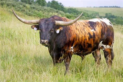 Longhorn Bull Are Bulls Agriculture Photorator