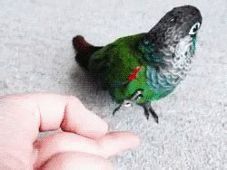 cute bird gif cute bird parrot discover share gifs