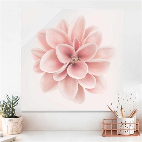 Dahlie Rosa Pastell Blume Zentriert Glasbild Als Quadrat Bilderwelten