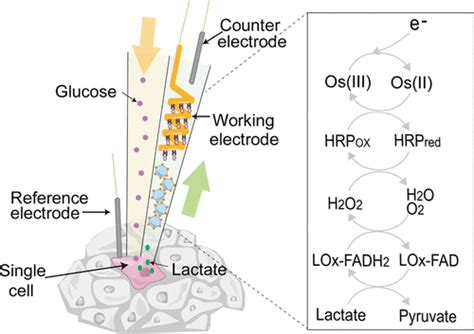 In Situ Single Cell Stimulation And Real Time Electrochemical Detection