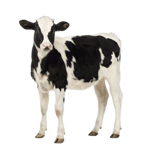 67,259 Black And White Calf Royalty-Free Images, Stock Photos & Pictures | Shutterstock