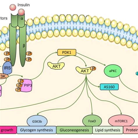 Schematic Representation Of Insulin Signaling Pathways When Insulin