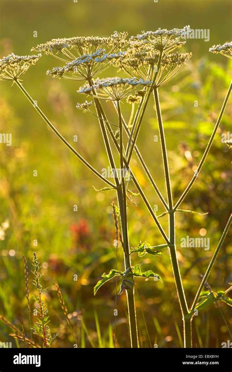 Cow Parsnip Common Hogweed Hogweed American Cow Parsnip Heracleum