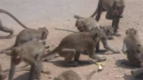 Notícias Idosa morre após ser atacada por macacos selvagens Portal