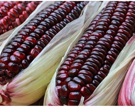 20 Purple Peruvian Corn Seeds - Etsy