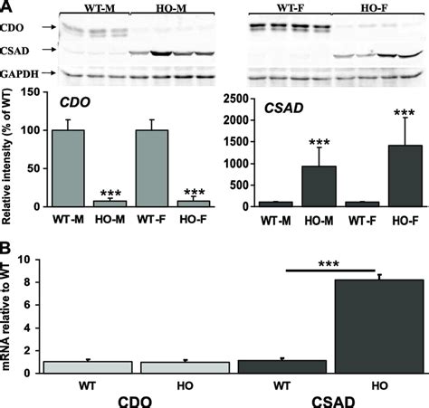 Hepatic Expression Of CDO Is Repressed And CSAD Is Induced In HO HCU