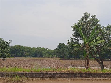 Polemik Garapan Tanah Bengkok Desa Tugu Indramayu Asep Saepudin Saya