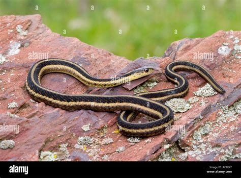 Eastern Garter Snake Stock Photo - Alamy