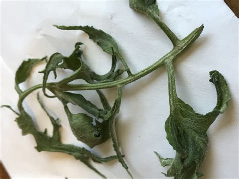 Tomato Leaves Curling Over at Luca Barrow blog