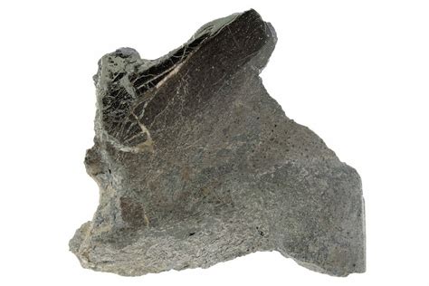 19 Pyritized Polished Iguanodon Bone Isle Of Wight 282144 For