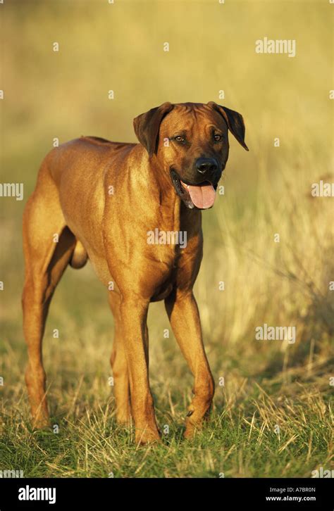 Rhodesian Ridgebacks Fotograf As E Im Genes De Alta Resoluci N Alamy