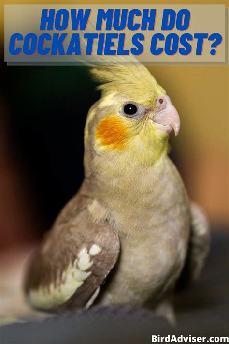 How Much Do Cockatiels Cost In 2021 Cockatiel Much Expensive