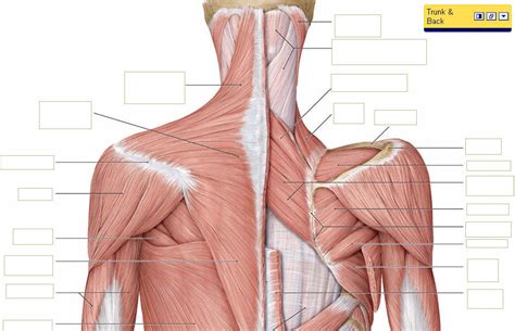 Posterior Shoulder Back Muscles Diagram Quizlet