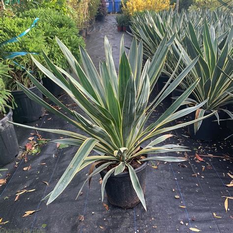 Yucca Gloriosa Variegata Buy Mediterranean Plants Charella