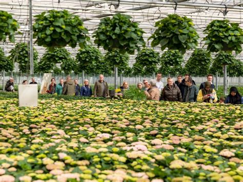 Zelf De Bloemenveiling In Aalsmeer Bezoeken Dit Moet Je Weten Visit