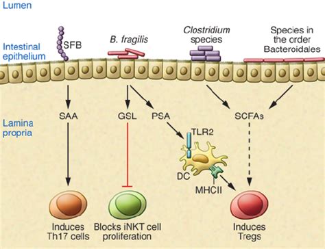 Commensal Bacteria That Modulate The Intestinal Immune System Sfb