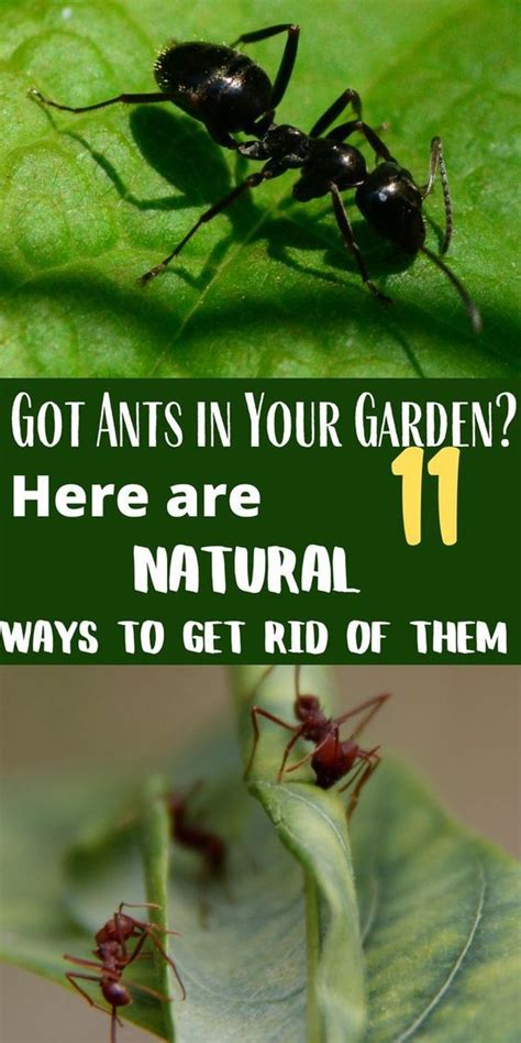 Ants In The Garden 11 Natural Methods To Try Ants Ants In Garden Get Rid Of Ants