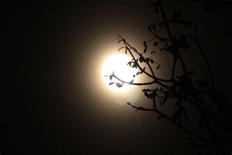 Fotos gratis rama ligero noche luz de sol línea oscuridad Luna