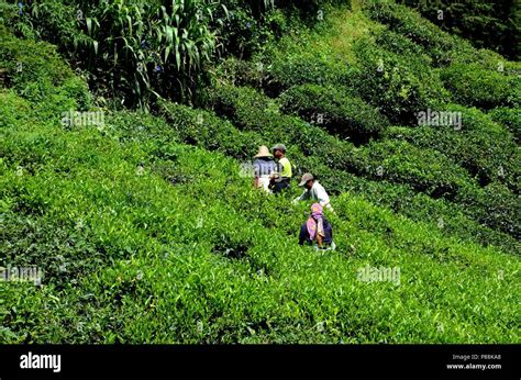 Tea Plantation Workers Harvest And Toil In Sun In Fields Cameron