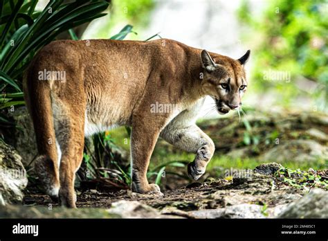 Non Exclusive: A Puma seen resting in their habitat inside the Xcaret ...