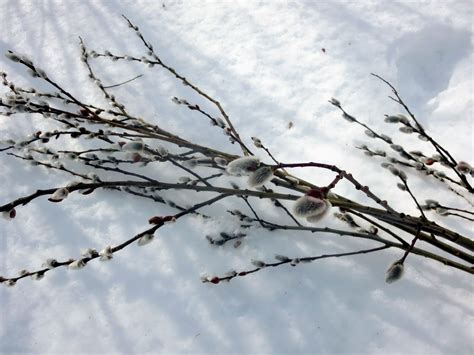 Gathering Pussy Willows The Martha Stewart Blog