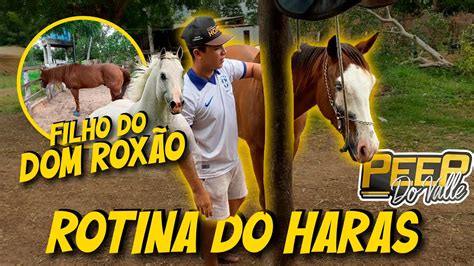 Rotina No Haras J Silvestre Veja Filho Do Dom Rox O Cavalo Mais Caro