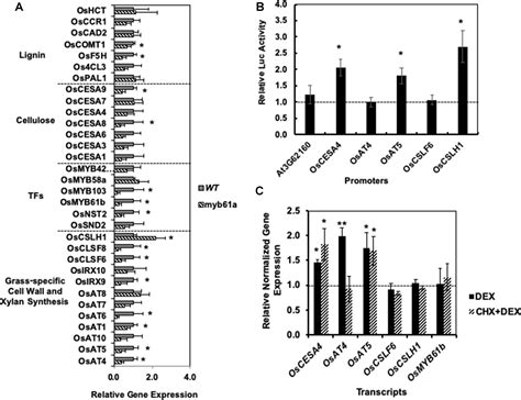 Frontiers Rice Genome Scale Network Integration Reveals