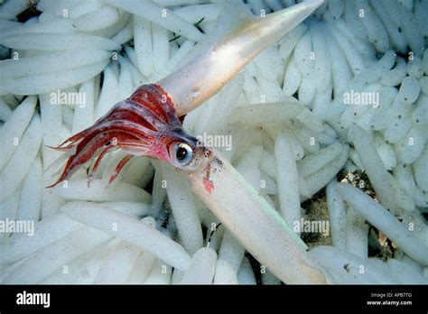 Market Squid Loligo Opalescens Mating Stock Photo Alamy