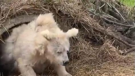 El vídeo viral de un oso totalmente despeinado saliendo de su