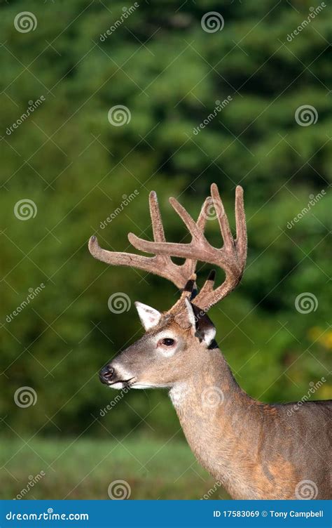 White-tailed Deer Buck with Velvet Antlers Stock Image - Image of white ...