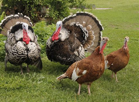 The Best Kept Holiday Secret Heritage Breed Turkeys Agdaily