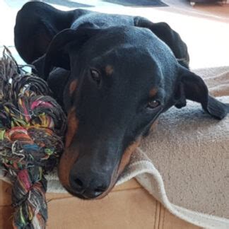 Dobermann Dollar Sucht Ein Zuhause Salva Hundehilfe E V