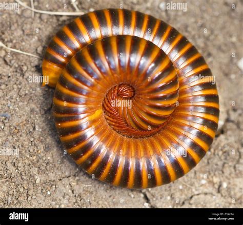 Close up view of a millipede Stock Photo - Alamy