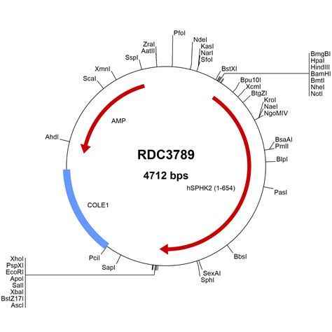 Mouse B H Np Versaclone Cdna Rdc R D Systems