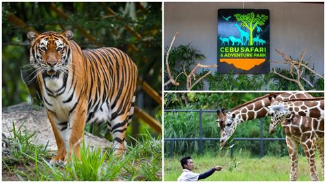 Now Open Cebu Safari The Philippines Biggest Safari