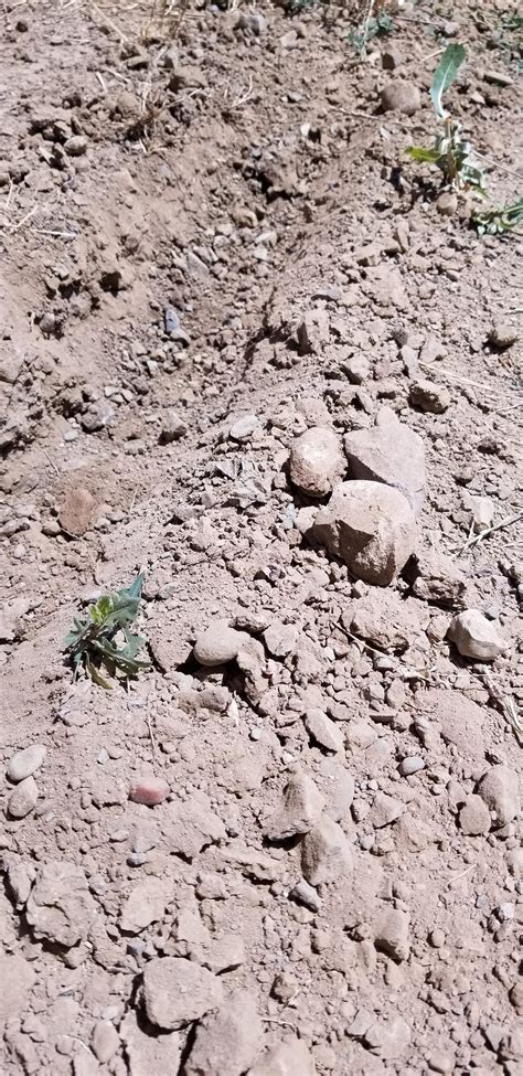 This is my backyard "soil", any advice for digging irrigation trenches