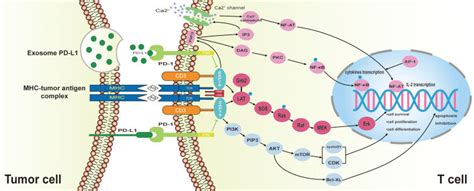 Pd L1 Signaling Pathway